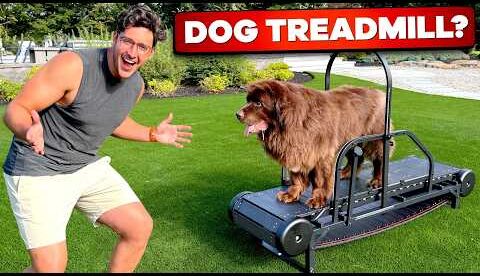 Testing The Weirdest Dog Products On My Dogs