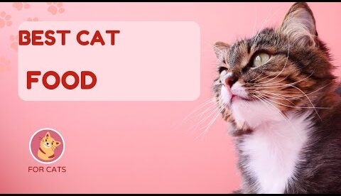 What are the top 4 healthiest cat foods?- The Results Will Surprise You! #shorts