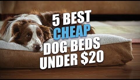 5 Best Cheap Dog Beds Under $20