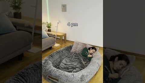 $500 Dog Bed vs $20 Dog Bed