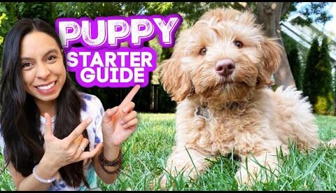 FIRST DAYS WITH NEW PUPPY! 🐶 Everything you need to know and do