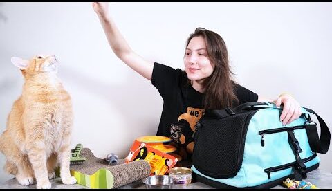 New Kitten Essentials: 14 Things Every New Cat Guardian Needs