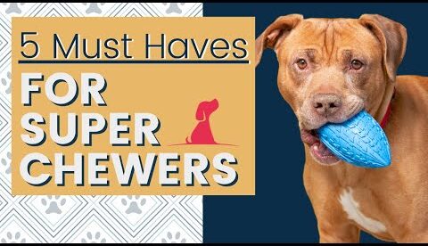 Super Chewer Dog Toys That Last