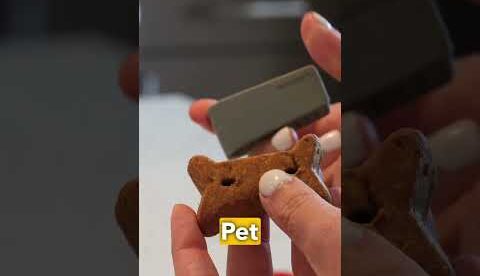 Amazon Pet Gadgets You Need